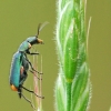 Common Malachite-beetle - Malachius bipustulatus  | Fotografijos autorius : Žygimantas Obelevičius | © Macrogamta.lt | Šis tinklapis priklauso bendruomenei kuri domisi makro fotografija ir fotografuoja gyvąjį makro pasaulį.