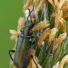 Common Malachite-beetle - Malachius bipustulatus  | Fotografijos autorius : Gintautas Steiblys | © Macronature.eu | Macro photography web site