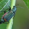 Common Malachite-beetle - Malachius bipustulatus | Fotografijos autorius : Gintautas Steiblys | © Macronature.eu | Macro photography web site