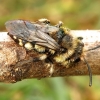 Common Mourning Bee - Melecta albifrons | Fotografijos autorius : Romas Ferenca | © Macronature.eu | Macro photography web site