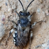 Common Mourning Bee - Melecta albifrons | Fotografijos autorius : Zita Gasiūnaitė | © Macronature.eu | Macro photography web site