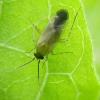 Common Nettle Flower Bug - Plagiognathus arbustorum | Fotografijos autorius : Vidas Brazauskas | © Macronature.eu | Macro photography web site