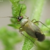 Common Nettle Flower Bug - Plagiognathus arbustorum | Fotografijos autorius : Vidas Brazauskas | © Macronature.eu | Macro photography web site