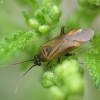 Common Nettle Flower Bug - Plagiognathus arbustorum | Fotografijos autorius : Vidas Brazauskas | © Macronature.eu | Macro photography web site