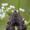 Common Nettle-tap - Anthophila fabriciana | Fotografijos autorius : Žilvinas Pūtys | © Macronature.eu | Macro photography web site