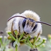 Common Pantaloon Bee - Dasypoda cf. hirtipes | Fotografijos autorius : Darius Baužys | © Macronature.eu | Macro photography web site