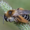 Common Pantaloon Bee - Dasypoda hirtipes ♀ | Fotografijos autorius : Žilvinas Pūtys | © Macronature.eu | Macro photography web site