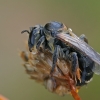Common Pantaloon Bee - Dasypoda hirtipes ♀ | Fotografijos autorius : Gintautas Steiblys | © Macronature.eu | Macro photography web site