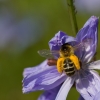 Paprastoji gauruotakojė bitė - Dasypoda hirtipes ♀ | Fotografijos autorius : Zita Gasiūnaitė | © Macronature.eu | Macro photography web site