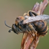 Common Pantaloon Bee - Dasypoda hirtipes ♂ | Fotografijos autorius : Gintautas Steiblys | © Macronature.eu | Macro photography web site