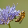Common Pantaloon Bee - Dasypoda hirtipes | Fotografijos autorius : Zita Gasiūnaitė | © Macronature.eu | Macro photography web site