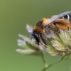 Common Pantaloon Bee - Dasypoda hirtipes | Fotografijos autorius : Dalia Račkauskaitė | © Macronature.eu | Macro photography web site