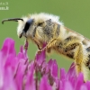 Common Pantaloon Bee - Dasypoda hirtipes | Fotografijos autorius : Arūnas Eismantas | © Macronature.eu | Macro photography web site