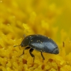 Common Pollen Beetle - Brassicogethes aeneus | Fotografijos autorius : Vidas Brazauskas | © Macronature.eu | Macro photography web site