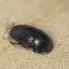 Common Pollen Beetle - Brassicogethes aeneus | Fotografijos autorius : Vidas Brazauskas | © Macronature.eu | Macro photography web site