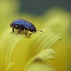 Common Pollen Beetle - Brassicogethes aeneus | Fotografijos autorius : Vidas Brazauskas | © Macronature.eu | Macro photography web site