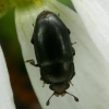 Common Pollen Beetle - Brassicogethes aeneus | Fotografijos autorius : Gintautas Steiblys | © Macronature.eu | Macro photography web site
