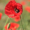 Common Poppy - Papaver rhoeas | Fotografijos autorius : Gintautas Steiblys | © Macronature.eu | Macro photography web site