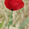 Common Poppy - Papaver rhoeas | Fotografijos autorius : Gintautas Steiblys | © Macronature.eu | Macro photography web site