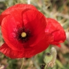 Common Poppy - Papaver rhoeas | Fotografijos autorius : Gintautas Steiblys | © Macronature.eu | Macro photography web site