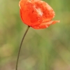 Common Poppy - Papaver rhoeas | Fotografijos autorius : Gintautas Steiblys | © Macronature.eu | Macro photography web site