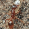 Common Red Ant - Myrmica rubra | Fotografijos autorius : Gintautas Steiblys | © Macronature.eu | Macro photography web site