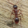 Common Red Ant - Myrmica rubra | Fotografijos autorius : Gintautas Steiblys | © Macronature.eu | Macro photography web site