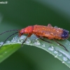 Skėtinis minkštavabalis - Rhagonycha fulva | Fotografijos autorius : Žilvinas Pūtys | © Macronature.eu | Macro photography web site