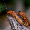 Skėtinis minkštavabalis - Rhagonycha fulva | Fotografijos autorius : Romas Ferenca | © Macronature.eu | Macro photography web site