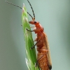 Skėtinis minkštavabalis - Rhagonycha fulva | Fotografijos autorius : Vidas Brazauskas | © Macronature.eu | Macro photography web site