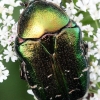 Common Rose Chafer - Cetonia aurata  | Fotografijos autorius : Algirdas Vilkas | © Macronature.eu | Macro photography web site