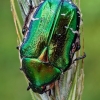 Common Rose Chafer - Cetonia aurata  | Fotografijos autorius : Gintautas Steiblys | © Macronature.eu | Macro photography web site