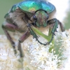 Common Rose Chafer - Cetonia aurata | Fotografijos autorius : Gediminas Gražulevičius | © Macronature.eu | Macro photography web site