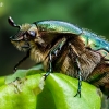 Common Rose Chafer - Cetonia aurata | Fotografijos autorius : Oskaras Venckus | © Macronature.eu | Macro photography web site