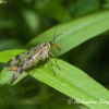 Paprastoji skorpionmusė (Panorpa communis)  | Fotografijos autorius : Aleksandras Naryškin | © Macronature.eu | Macro photography web site