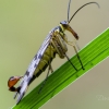 Common Scorpionfly | Panorpa communis | Fotografijos autorius : Darius Baužys | © Macronature.eu | Macro photography web site