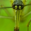 Common Scorpionfly - Panorpa communis ♀ | Fotografijos autorius : Žilvinas Pūtys | © Macronature.eu | Macro photography web site