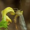 Paprastoji skorpionmusė - Panorpa communis ♀ | Fotografijos autorius : Žilvinas Pūtys | © Macronature.eu | Macro photography web site