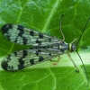 Common Scorpionfly - Panorpa communis ♂ | Fotografijos autorius : Žilvinas Pūtys | © Macronature.eu | Macro photography web site