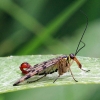 Paprastoji skorpionmusė - Panorpa communis | Fotografijos autorius : Ramunė Činčikienė | © Macronature.eu | Macro photography web site