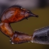 Paprastoji skorpionmusė - Panorpa communis | Fotografijos autorius : Eugenijus Kavaliauskas | © Macronature.eu | Macro photography web site