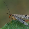 Paprastoji skorpionmusė - Panorpa communis | Fotografijos autorius : Gintautas Steiblys | © Macronature.eu | Macro photography web site