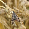 Common Scorpionfly - Panorpa communis | Fotografijos autorius : Vytautas Uselis | © Macronature.eu | Macro photography web site