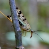 Common Scorpionfly - Panorpa communis | Fotografijos autorius : Romas Ferenca | © Macronature.eu | Macro photography web site