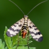 Common Scorpionfly - Panorpa communis | Fotografijos autorius : Darius Baužys | © Macronature.eu | Macro photography web site