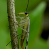 Common Scorpionfly - Panorpa communis | Fotografijos autorius : Romas Ferenca | © Macronature.eu | Macro photography web site