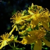 Common St. John's Wort - Hypericum perforatum | Fotografijos autorius : Kęstutis Obelevičius | © Macronature.eu | Macro photography web site