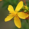 Common St. John's Wort - Hypericum perforatum | Fotografijos autorius : Gintautas Steiblys | © Macronature.eu | Macro photography web site