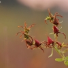 Common St. John's Wort - Hypericum perforatum | Fotografijos autorius : Agnė Našlėnienė | © Macronature.eu | Macro photography web site