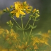 Common St. John's Wort - Hypericum perforatum | Fotografijos autorius : Agnė Našlėnienė | © Macronature.eu | Macro photography web site